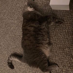 Meet your Posher, Izzy